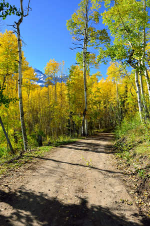 road through the forest of yellow aspen during the foliage season in Coloradoの写真素材