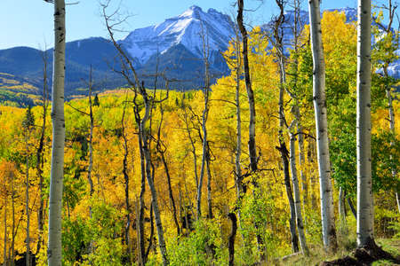 yellow aspen in front of the mountains during the foliage seasonの写真素材