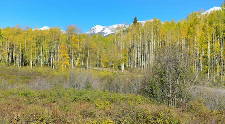 landscape view of the colorful alpine scenery with snow covered mountains during foliage season at Kebler and Ohio Passesの写真素材