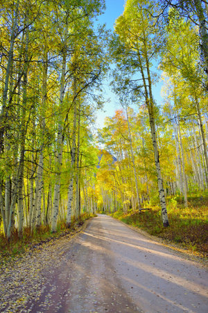 rural road with tall yellow and green aspen during foliage season at Kebler and Ohio Passes in...