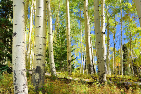 colorful bright yellow and green aspen in the forest during foliage seasonの写真素材