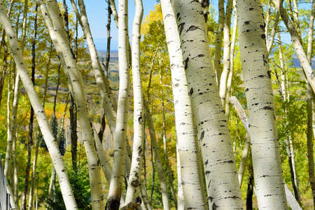 colorful bright yellow and green aspen in the forest during foliage seasonの写真素材