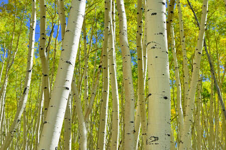 colorful bright yellow and green aspen in the forest during foliage seasonの写真素材