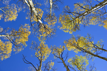 colorful yellow, green and red aspen in the forest during foliage seasonの写真素材