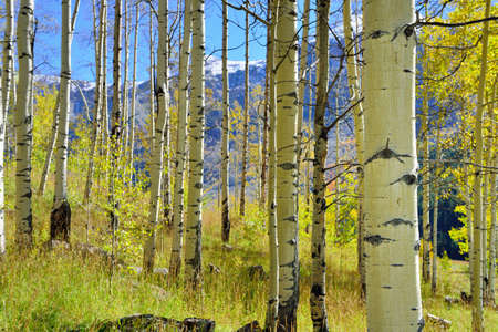colorful yellow, green and red aspen in the forest during foliage seasonの写真素材