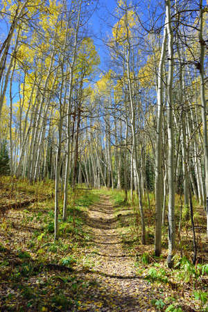 forest with colorful aspen during foliage season in Coloradoの写真素材