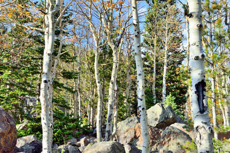 aspen in alpine forest during bright daylightの写真素材