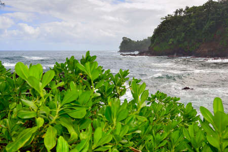 Onomea Bay in Hawaii Big Island Oahuの写真素材