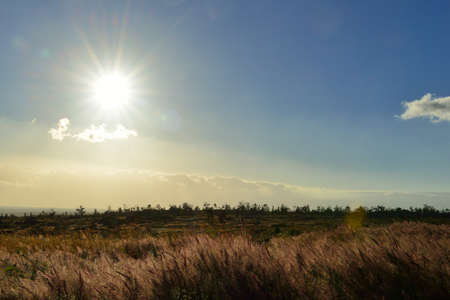 sun shining over the tall grass field in Volcano National Park at sunset, Big Island of Hawaii, USAの写真素材