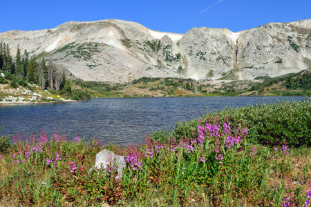 Alpine flowers in front of the Medicine Bow Mountains of Wyoming during summer