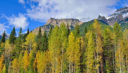 Foliage with yellow, red and green colors in the Canadian Rocky Mountains along the Icefields Parkway between Banff and Jasperの写真素材