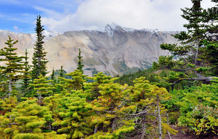 High mountains and alpine forest of the Canadian Rockies along the Icefields Parkway between Banff and Jasperの写真素材