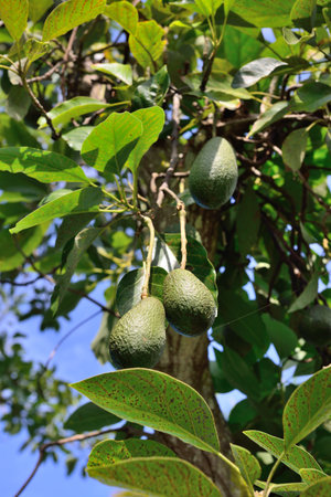 avocado growing wild in Hawaii Big Island