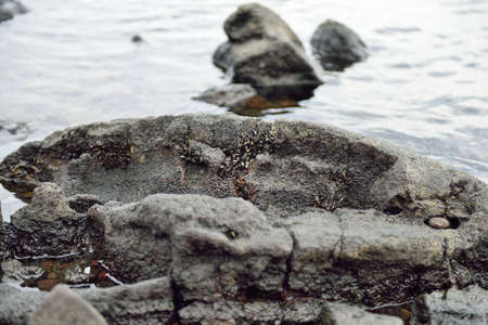Lava rocks with urchins on the coast of Hawaiian Big Island, USAの写真素材