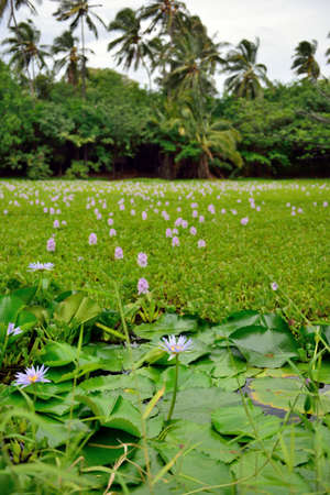Lilies on the tropical lake in Hawaii Big Island, USAの写真素材