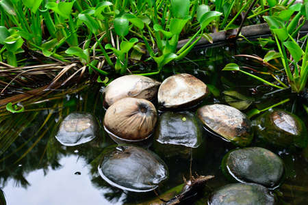 Wild coconuts floating in water in the tropical forest in Hawaii Big Island, USAの写真素材