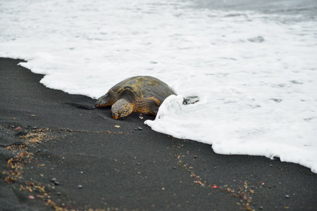 Turtle on the black sand beach of Hawaii Big Island, USA