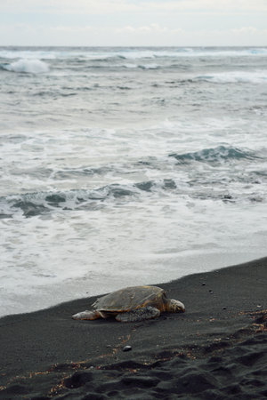 Turtle on the black sand beach of Hawaii Big Island, USA