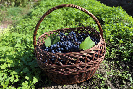 Blue grape in basket