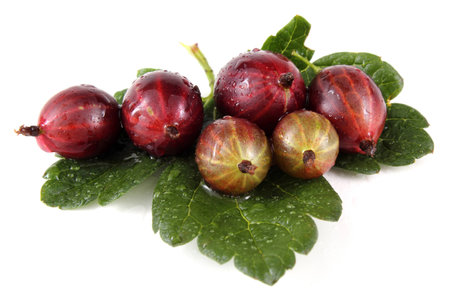 Red gooseberries on leafの写真素材