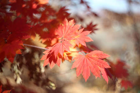 Autumn marpleの写真素材