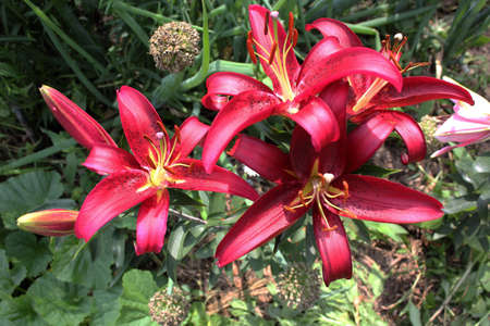 Red liliesの写真素材