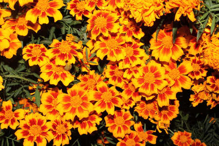 Marigoldsの写真素材