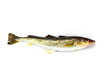 saffron codの写真素材