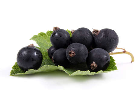 Black currant on leafの写真素材