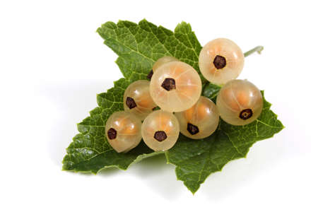 White currant on leafの写真素材