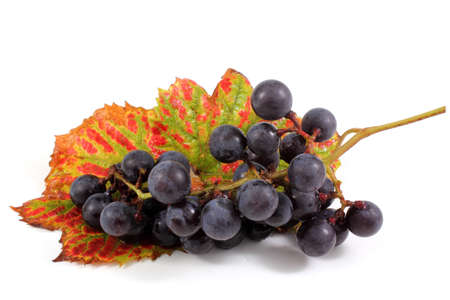 Wine grape on autumn leavesの写真素材
