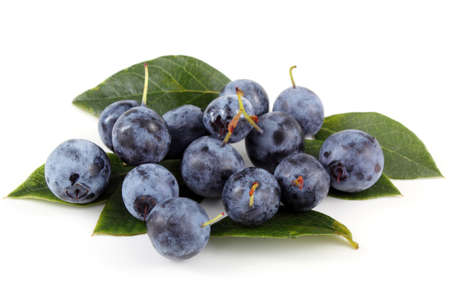 Blueberries on leavesの写真素材