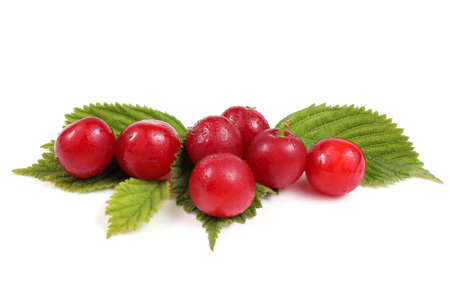 Far eastern cherries with leavesの写真素材