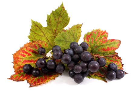 Wine grape cluster with autumn leavesの写真素材