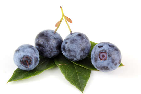 Blueberries with leavesの写真素材