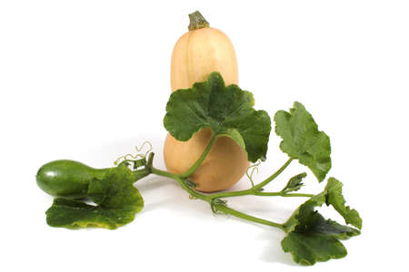Two squashes. Ripe and unripeの写真素材