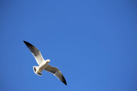 Sea gull