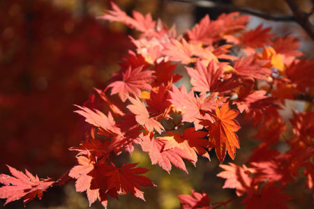 Autumn maple