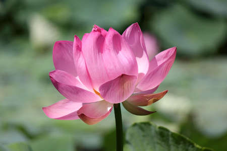 Lotus flowerの写真素材