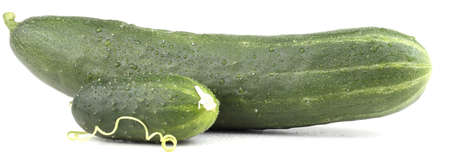 Big and little cucumbers and tendrilの写真素材