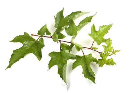 Wild raspberry branchの写真素材