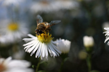 Bee on flower