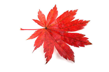 Red maple leaveの写真素材