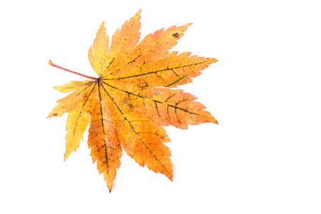 Yellow maple leaveの写真素材