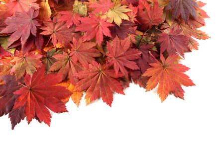 Maple leaves backgroundの写真素材
