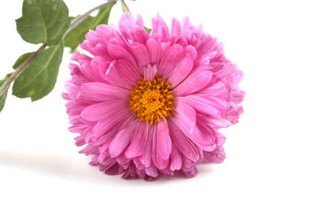 Pink chrysanthemum flowerの写真素材
