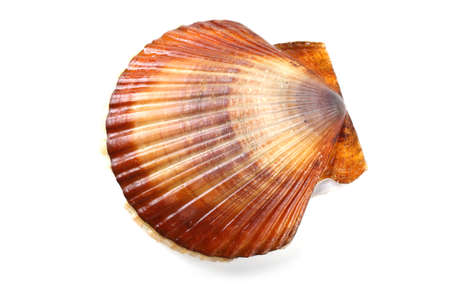 Scallop on whiteの写真素材