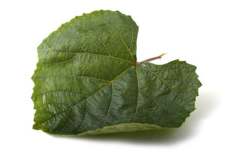 Grape leafの写真素材