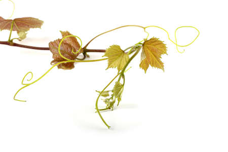 Branch of grapeの写真素材