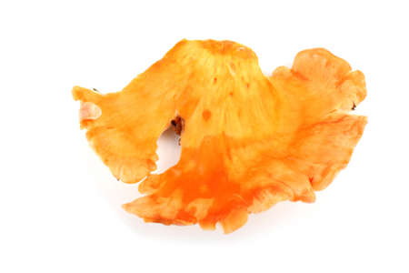Chicken mushrooms on whiteの写真素材